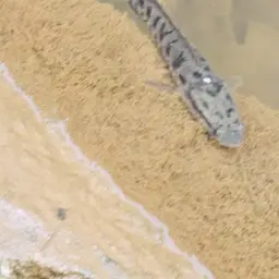 Spotted Snakehead, photo 2