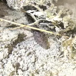 Spotted Snakehead, photo 6