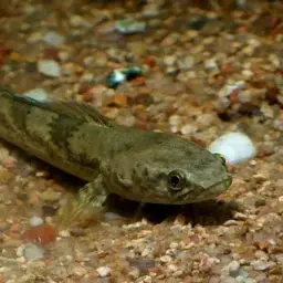 Asian Snakeheads