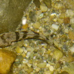Asian Snakeheads, photo 2