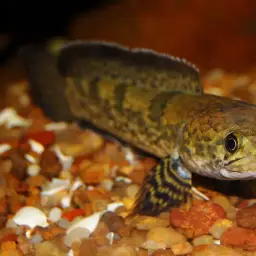Asian Snakeheads, photo 3