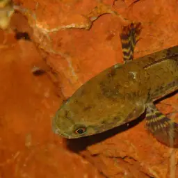 Asian Snakeheads, photo 4