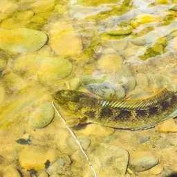 Golden Snakehead, photo 1
