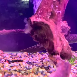 Golden Snakehead, photo 2
