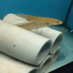 Golden Snakehead, photo 3