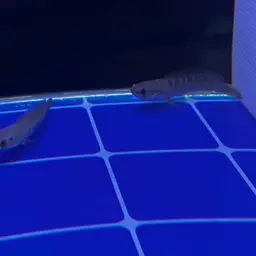 Golden Snakehead, photo 4