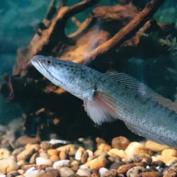 Asian Snakehead