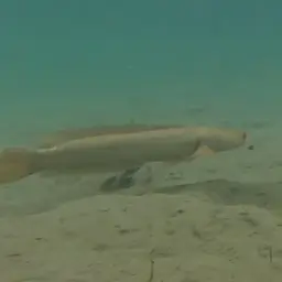 Asian Snakehead, photo 2