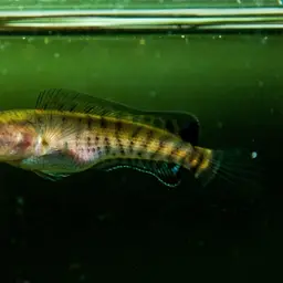 Asian Snakehead, photo 3