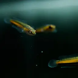 Asian Snakehead, photo 4