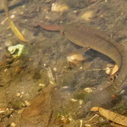 Asian Snakehead, photo 5