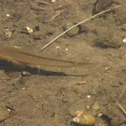 Asian Snakehead, photo 6