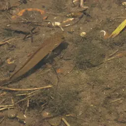 Asian Snakehead, photo 7