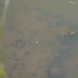 Asian Snakehead, photo 8