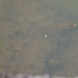 Asian Snakehead, photo 9