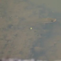 Asian Snakehead, photo 10