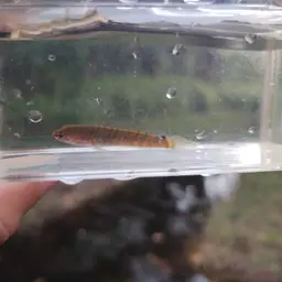 Asian Snakehead, photo 11