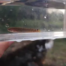 Asian Snakehead, photo 12