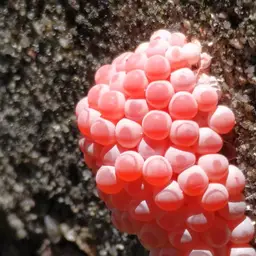 Golden Apple Snail, photo 1