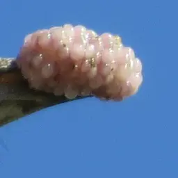 Golden Apple Snail, photo 2