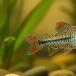Rainbow Goodeid