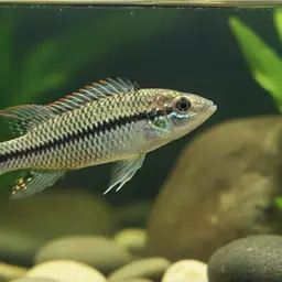 Checkerboard Cichlid, photo 1