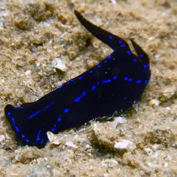 Blue Velvet Headshield Slug, photo 1