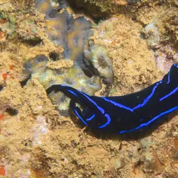 Blue Velvet Headshield Slug, photo 2