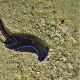 Blue Velvet Headshield Slug, photo 3