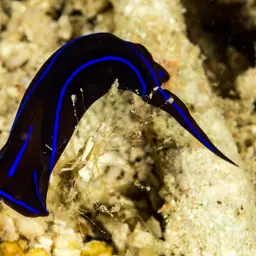 Blue Velvet Headshield Slug, photo 4