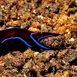 Blue Velvet Headshield Slug, photo 5