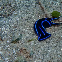 Blue Velvet Headshield Slug, photo 6