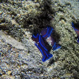 Blue Velvet Headshield Slug, photo 8