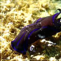 Blue Velvet Headshield Slug, photo 9