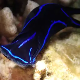 Blue Velvet Headshield Slug, photo 10
