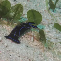 Blue Velvet Headshield Slug, photo 12