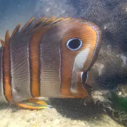 Copperband Butterflyfish