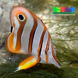Copperband Butterflyfish, photo 2