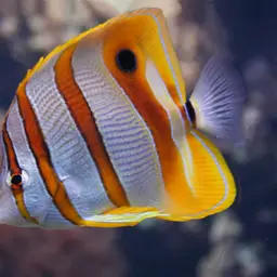 Copperband Butterflyfish, photo 3