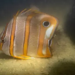 Copperband Butterflyfish, photo 4