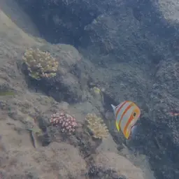 Copperband Butterflyfish, photo 5