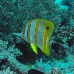 Copperband Butterflyfish, photo 6