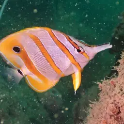 Copperband Butterflyfish, photo 7