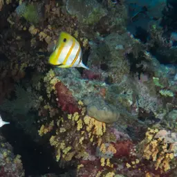 Copperband Butterflyfish, photo 8