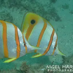 Copperband Butterflyfish, photo 9