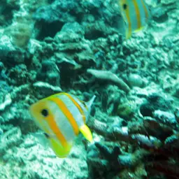 Copperband Butterflyfish, photo 10