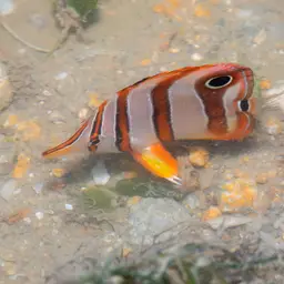 Copperband Butterflyfish, photo 11