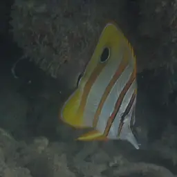 Copperband Butterflyfish, photo 12