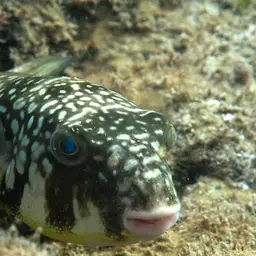 Milkspotted Puffer, photo 1