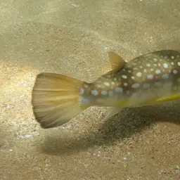 Milkspotted Puffer, photo 2